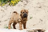 SHAR-PEI 072